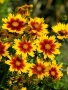 ореопсис Злато и Бронз, Coreopsis grandiflora UpTick™ Gold & Bronze, студоустойчив и многогодишен, снимка 5