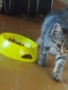 Подарявам котета , снимка 6