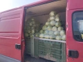 Продавам Ранно Зеле., снимка 6