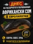 Продавам африкански сом , снимка 1