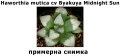 Хавортия Haworthia mutica cv Byakuya Midnight Sun Сукулентно растение 6-7 см, снимка 1