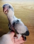 Бебета папагал монах, снимка 4