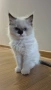 Ragdoll Cats / Регдол Котенца , снимка 14