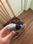 IQOS , снимка 3