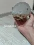 Препарирани акули , снимка 2