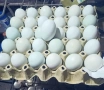 Сини и зелени Яйца за люпене и кокошки , снимка 1