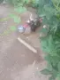 Патици намират се до Пазарджик, снимка 3