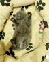 Британска късокосместа котка / British shorthair cat, снимка 3