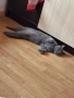 Синя британска късокосместа котка , снимка 4