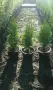 Западна туя Смарагд (Thuja occidentalis Smaragd), снимка 5