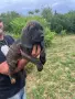 Свободни кученца Плотхаунд, снимка 1