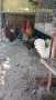 Продава породисти Петли, снимка 4