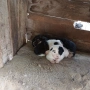 Куче хъски , снимка 3
