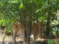 Продавам крави и телета с. Брест област Плевен, снимка 18