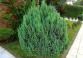 Хвойна Стрикта, Juniperus Stricta!!!, снимка 1