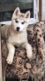 продавам Сибирски Хъскита и Аляски маламут на 3 месеца , снимка 2