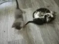 подарявам малки котенца, снимка 6
