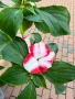 🩷🌿💜 Impatiens walleriana 'Raffael Star Mix' (Циганче / Импатиенс), снимка 9