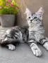 Котенца Мейн Куун, снимка 3