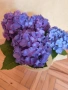 Декоративно цвете Хортензия, снимка 5