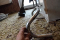 Ретро Шосейно Кормило Cinelli, снимка 4