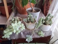 3 композиции с кактуси и сукуленти, снимка 1