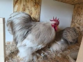 мини кохини , снимка 1