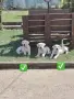 Дого Аржентино / Dogo argentino , снимка 3
