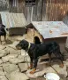 Ловни български гончета, снимка 9