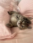 Котенце , снимка 3
