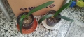 Филодендрон (Philodendron) / Сингониум (Syngonium), снимка 15