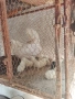 Декоративни кокошки с пиленца, снимка 3