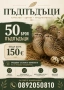 Продавам пъдпъдъци на 7 месеца , снимка 1