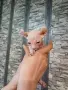 котенца Канадски сфинкс и Елф, снимка 6