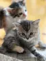 Ангорско Котенце + Доставка 50 евро, снимка 2