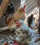 Продавам Чифтове Бреговски Джинки , снимка 10