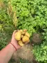 Продаваме картофи сорт „Сорая“ – фракция чипс (среден размер), снимка 1