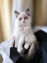 Ragdoll Paradise / Регдол котенца , снимка 7