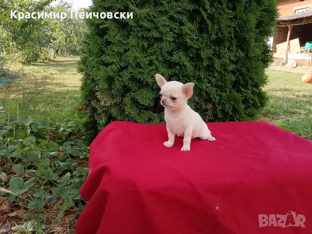 женско чихуахуа. , снимка 2 - Чихуахуа - 55371298