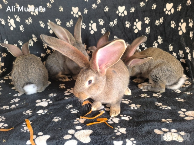 Зайци Великани и кочовати, снимка 13 - Други - 53465684