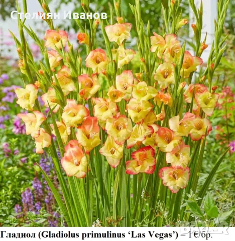 Гладиол (Gladiolus primulinus ‘Las Vegas’) - грудки
