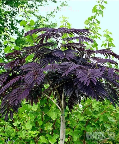 Албиция „Летен шоколад“ (Albizia julibrissin ‘Summer Chocolate’)