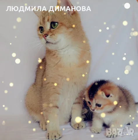 Шотландско мъжко Скоттиш Фолд. , снимка 9 - Британска късокосместа - 55413956