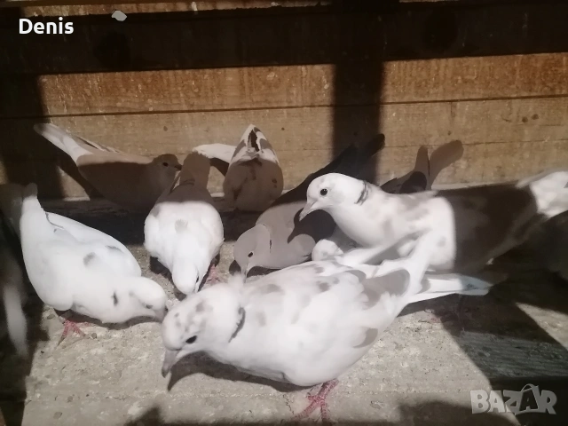 Гугутки смеещисе 