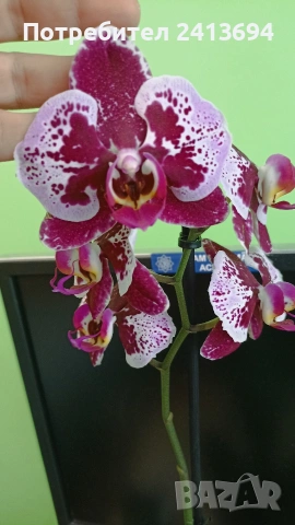 орхидея фаленопсис 