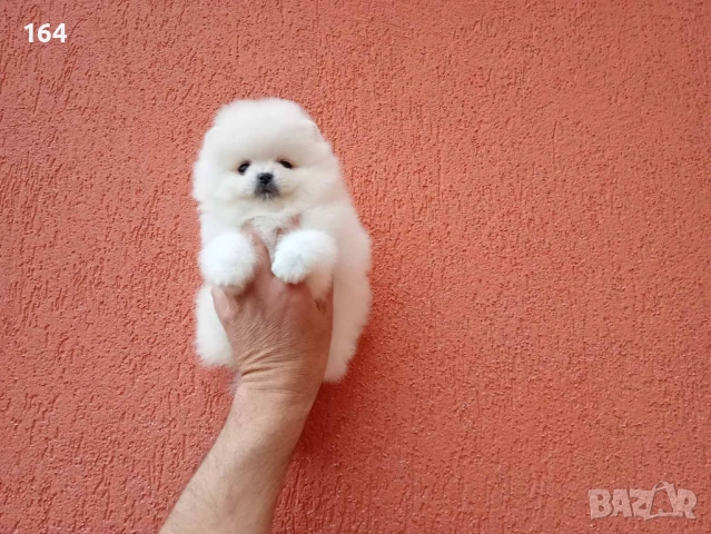 Бяло момченце. Померан. Снимки от днес!, снимка 2 - Померан - 54270465