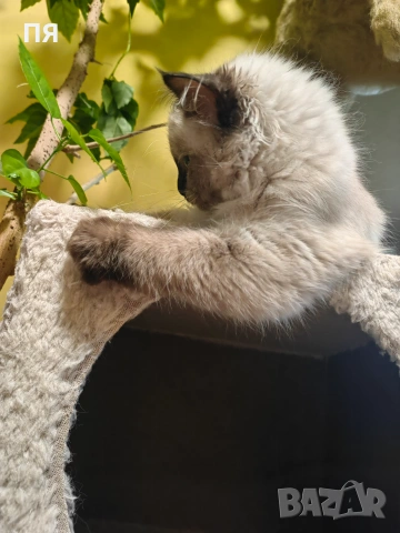 Регдол/ Ragdoll котенце, снимка 5 - Други - 55083658