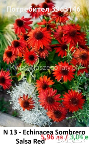 ГРАДИНСКИ Многогодишни Цветя..., снимка 11 - Градински цветя и растения - 51078747