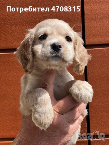 Кокер шпаньол момченце , снимка 3 - Кокер шпаньол - 54191988