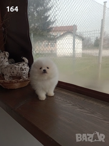 Мъжки Померан. Реални снимки от 26.03.26 г. , снимка 2 - Померан - 53989286